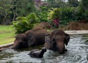 Lembah hijau lampung kembali breeding gajah sumatera