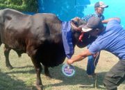 Pemkot Bandar Lampung Salurkan 93 Hewan Qurban di Idul Adha 1446 H