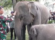 Setelah Korban Jiwa Berjatuhan, TNI Turun Tangan dan Pagar Permanen Dibangun Atasi Konflik Gajah–Manusia Way Kambas